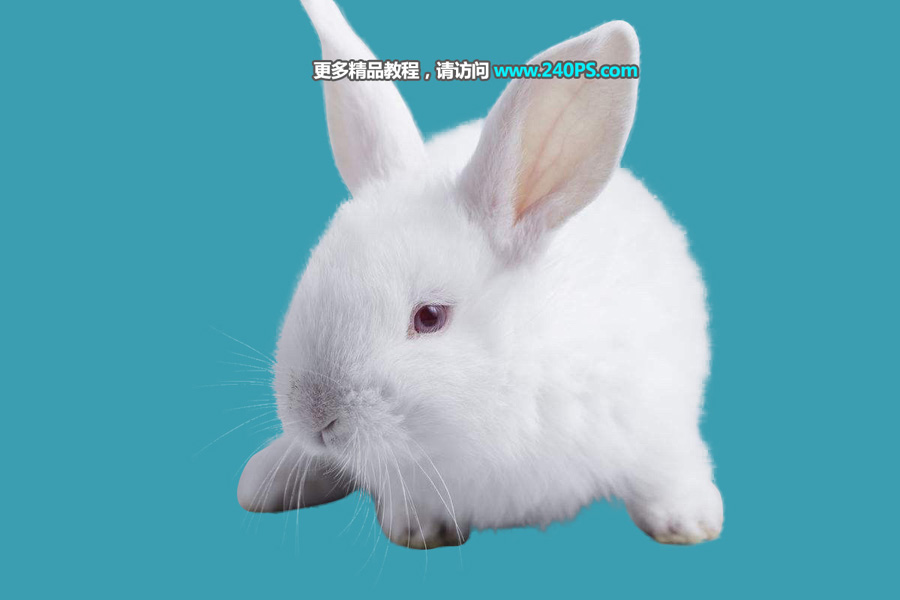 ps cc2018中文版使用调整边缘完美抠出白色背景中的小白兔教程