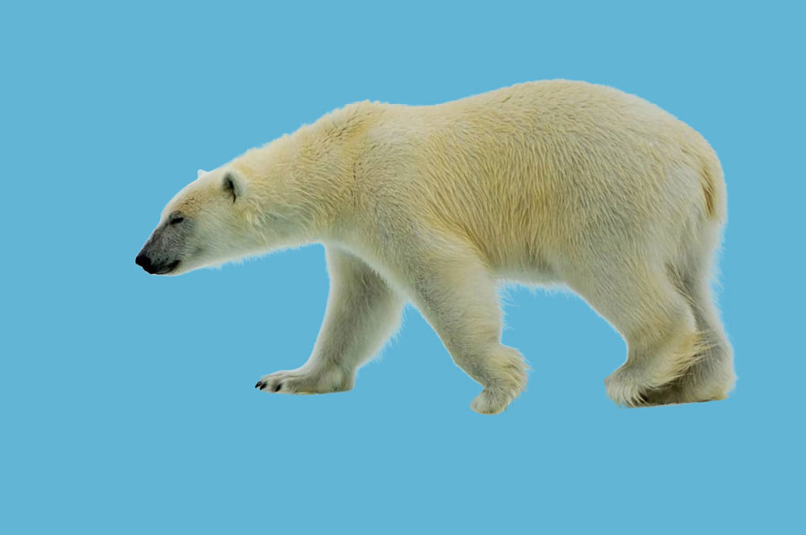 PS巧用通道抠图快速抠出毛茸茸的北极熊教程
