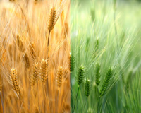使用PS通道混合器工具让绿色的麦子变成成熟的麦子教程